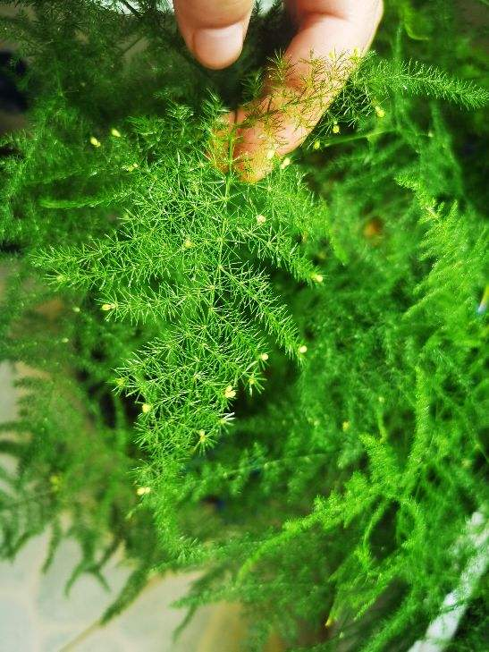 家用智能垃圾桶，垃圾桶边多了不少花（智能垃圾桶怎么用）