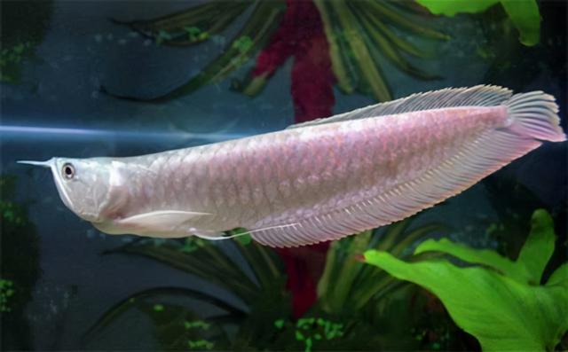 青金龙鱼，常见的龙鱼有银龙鱼、红龙鱼、金龙鱼（青龙鱼跟金龙怎么区分）