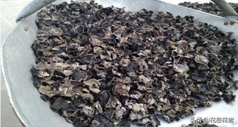 湿木耳能放多久，超市买的湿木耳能放多久（黑木耳高产栽培采收、加工关键技术）