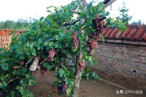 葡萄树怎么搭架子，葡萄树怎么搭架子才好（在农村栽种很多水果都需要搭架）