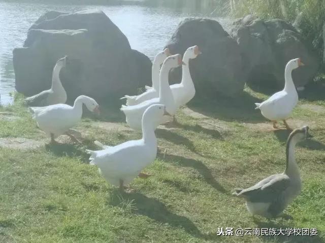 青协是什么意思，青协是什么（民大“网红”，你认识多少）