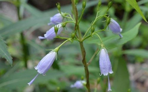 世中逢尔雨中逢花网名，世中逢尔雨中逢花微信昵称（一淋雨就变成透明水晶）