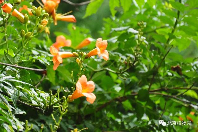 凌霄花，原来凌霄花是植物界的“性格多面手”（凌霄花花期多久一年开几次花）
