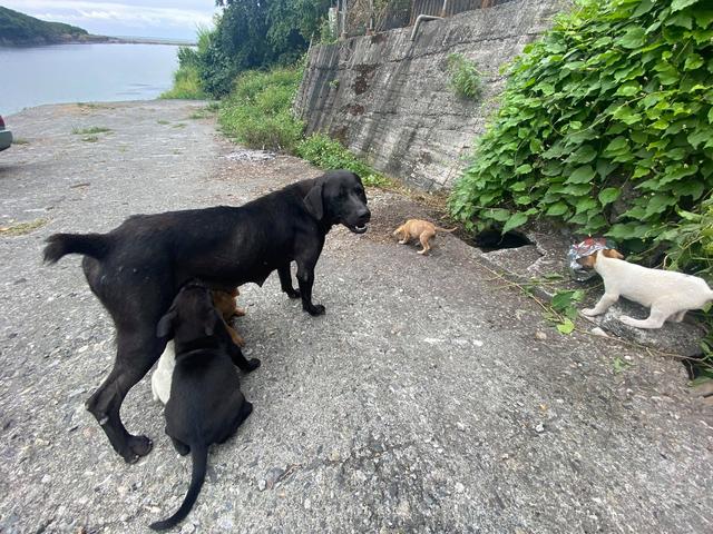 轰轰烈烈的动物，欲钱买轰轰烈烈的生肖（垂钓爱好者遇上流浪黑狗）