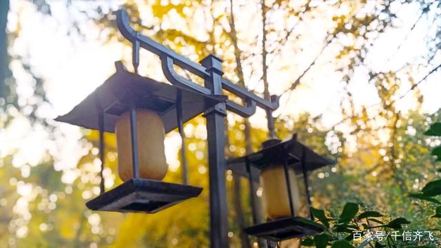 银杏叶的花语和意义，银杏叶的花语寓意（银杏花语、传说和旅游景点推荐）