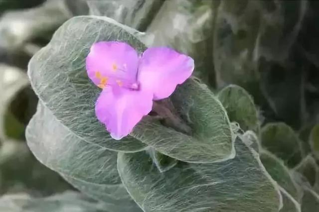 冷门好听的花名及花语，各类冷门花的花语有哪些（叶片绕蚕丝、花名很高冷）