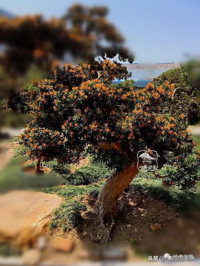 罗汉松盆景欣赏精品，海岛罗汉松——我的红颜知己