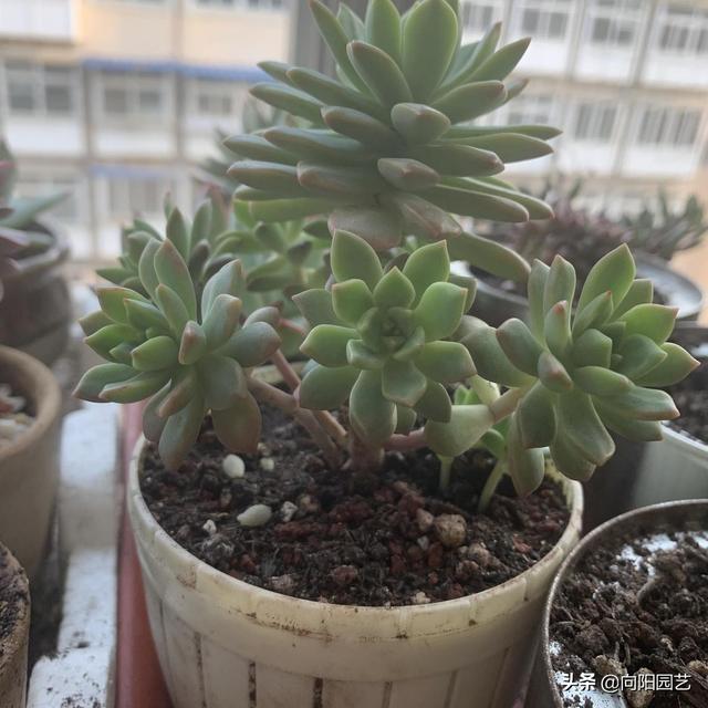 多肉植物好养活吗，多肉植物好养吗（不要对它太上心）