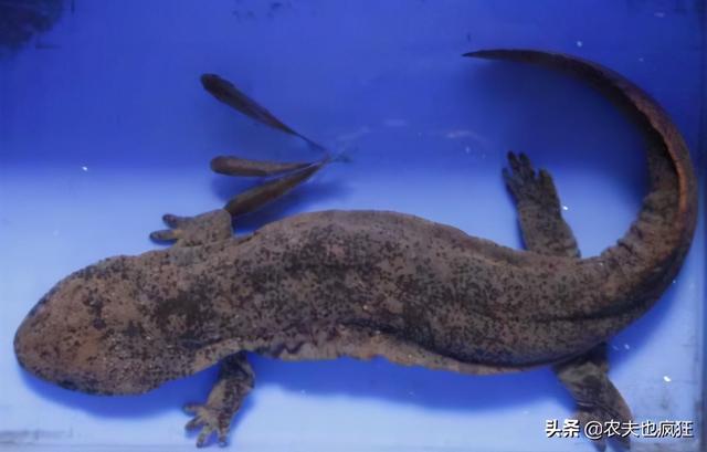 娃娃鱼是保护动物吗，大鲵是几级保护动物（大鲵是不是我国一级保护动物）