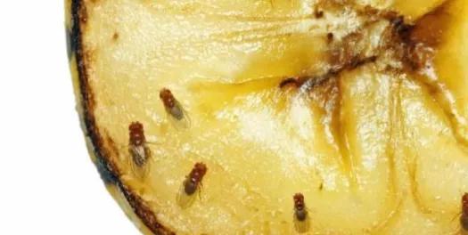 家里有小飞虫从哪里来,家里小飞虫从哪里来的(家里莫名出现的小飞虫你都认识吗) 家里有小飞虫从哪里来,家里小飞虫从哪里来的(家里莫名出现的小飞虫你都认识吗)