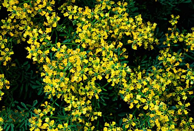 什么植物能驱蚊子，什么植物能驱蚊子毒（家里放两盆“驱蚊花”）