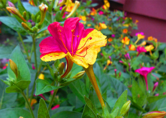 紫茉莉（紫茉莉花），农村院里的3种茉莉花（紫茉莉 茉莉）
