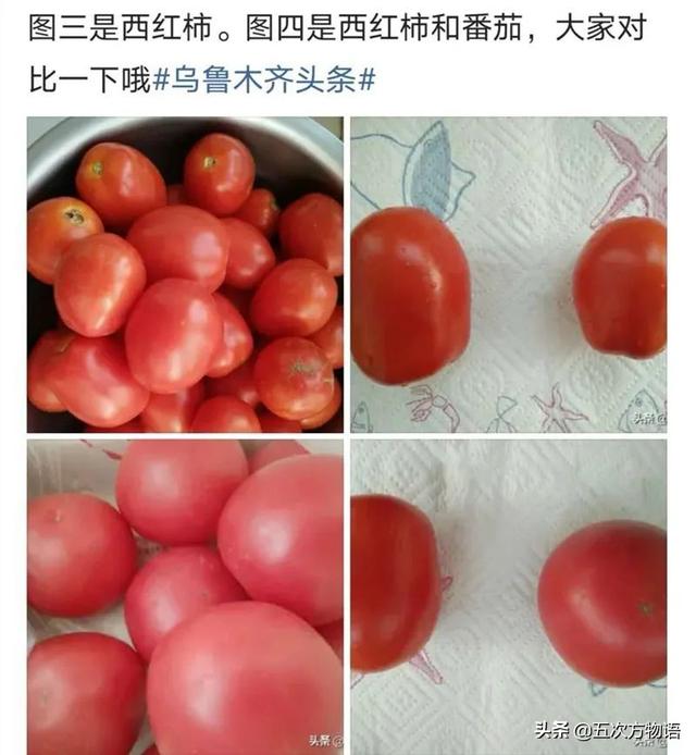 柿子和番茄是一类水果吗，番茄是茄子还是柿子（由“西红柿不是番茄”想到的蔬果“名相之争”）