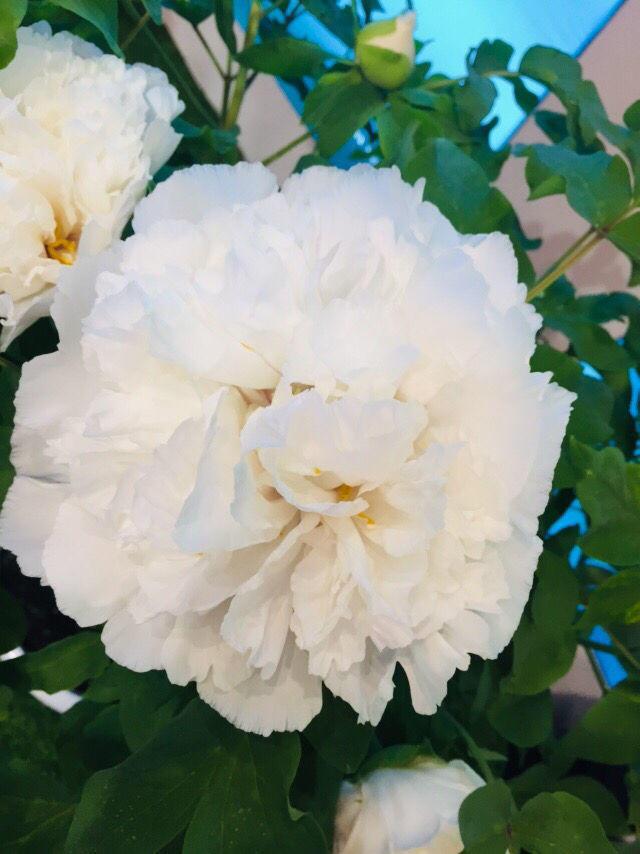 牡丹花根怎么种，牡丹容易烂根怎么办