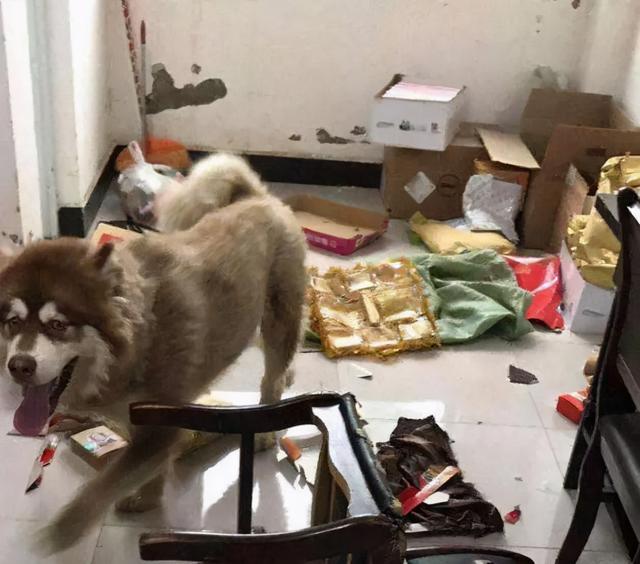 中亚牧羊犬的缺点，“白送”都不敢要