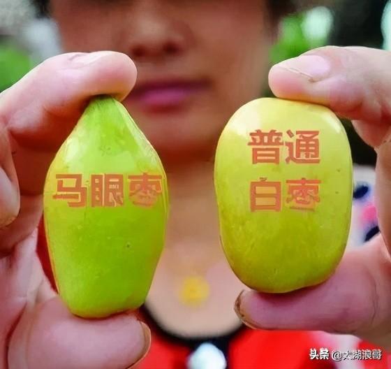 白枣吃了有什么作用急急急，白枣的营养价值及功效（开启了太湖洞庭一年的花果飘香）