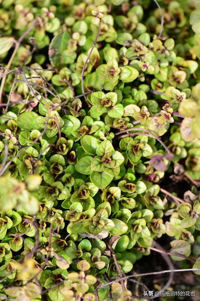 薰衣草如何过冬，薰衣草怎样过冬（西餐料理中常见的几种香草）