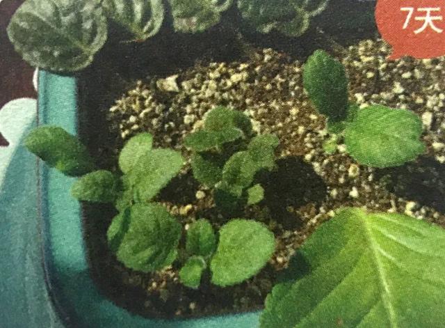 地不容的繁殖方法，地不容的繁殖栽培（试试哪一种方法更容易成功栽种在阳台上）