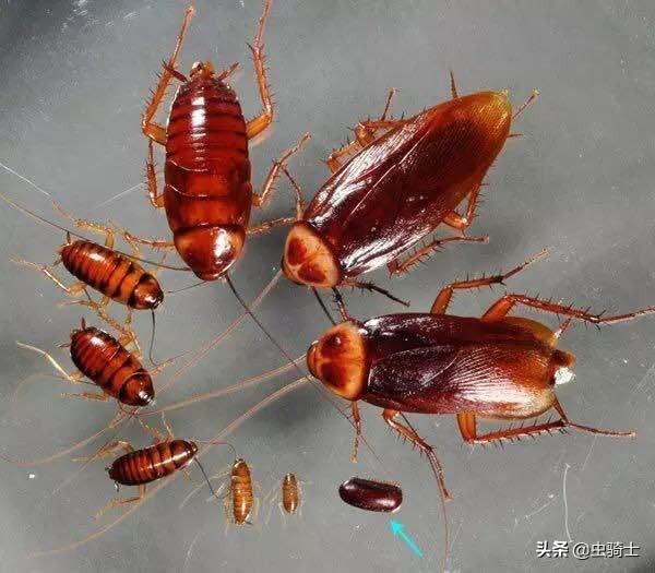 蜚蠊和蟑螂的区别，蟑螂的别称叫做蜚蠊（自然科普：被深深误解的蜚蠊）