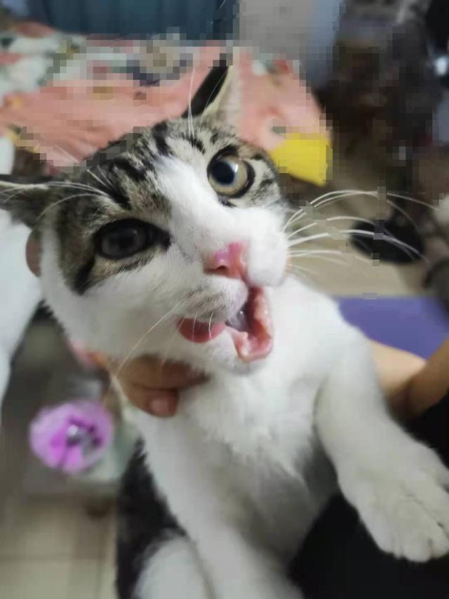 猫肉的做法大全，猫肉有什么做法（请问猫肉怎么做好吃一点）