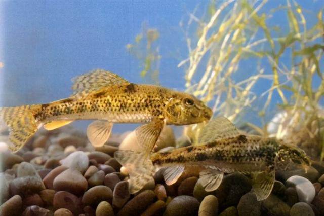 淡水观赏鱼种类，淡水观赏鱼的种类大全！（中国淡水观赏鱼图集<一>）