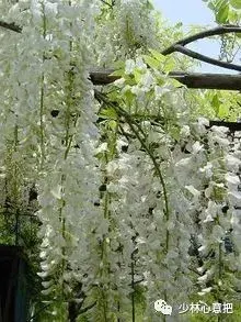 白牛胆的功效与作用，白牛胆的功效与作用禁忌（中药图片大全与功效）