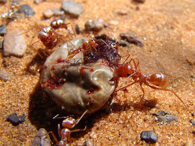 蚂蚁的由来,蚂蚁的由来生神话故事(撒哈拉沙漠里的快银)