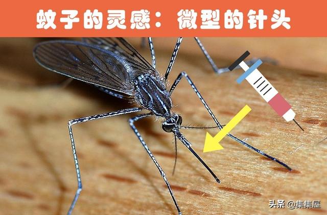 根据动物发明的东西有哪些，根据动物发明的东西有哪些英文（受到了动物的启发）