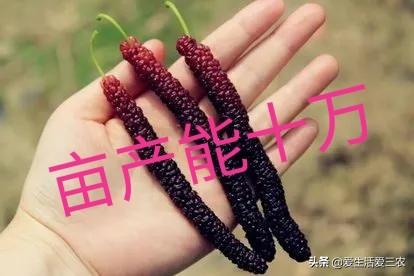新致富项目种植(种植什么赚钱而简单)