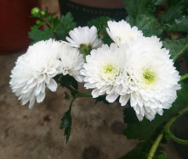 白菊花代表什么意思，白菊花的功效与作用（菊花的3个美好寓意）