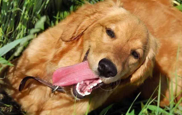 狗狗换牙顺序图解，狗狗的换牙期一般在几个月（狗狗换牙小知识，你知道几个）