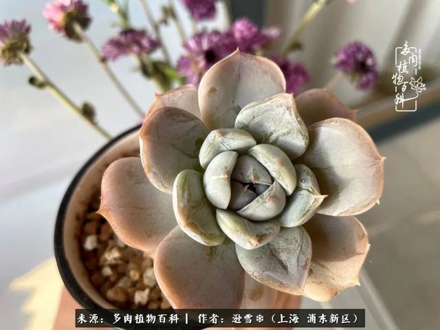 多肉植物图片，感恩相遇，余生相互关照（若绿多肉植物图片）