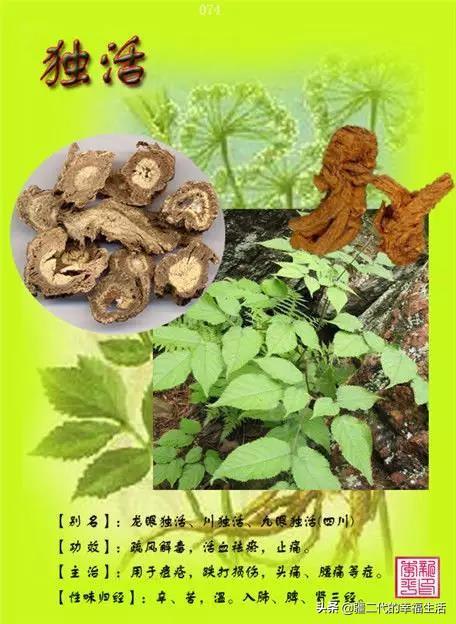 常见中草药图谱，中草药经典图谱（让你知道常用药都长啥样）