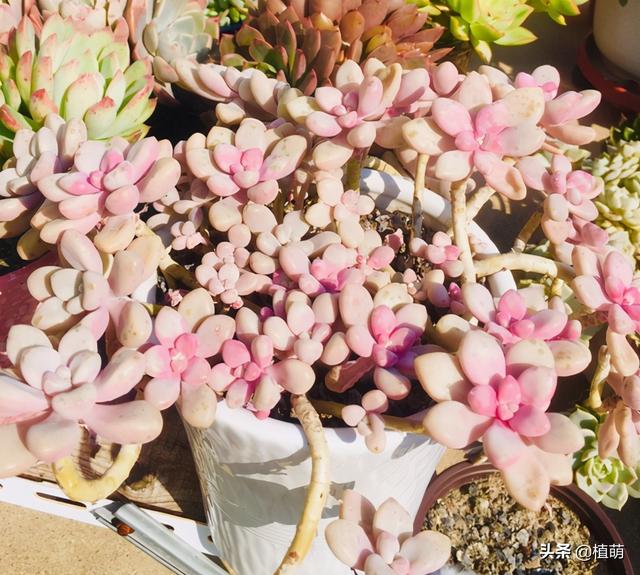 为什么我的多肉植物艾伦一直不长，多肉艾伦变绿（一样能养出粉色的艾伦）