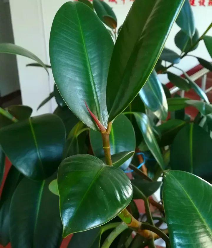 家里的橡皮树不好好长(狠心砍一刀,小芽直接长成大树) - 彝家农业网