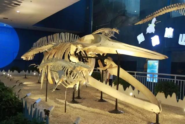 西安海洋馆，一天玩转曲江海洋公园的攻略现在才知道（西安海洋馆作文）