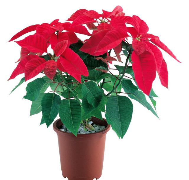 海芋花,这38种"大毒花"(海芋花怎么养)