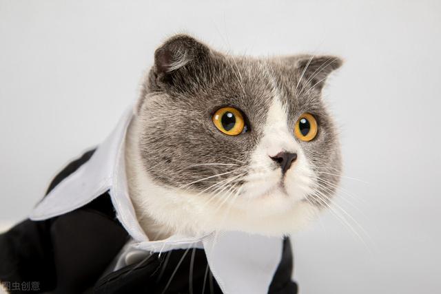 狗毛如何处理干净，狗毛怎么处理啊（怎么清除家里的猫毛狗毛）