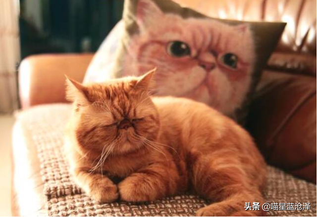 第一次养猫要注意什么，第一次养猫需要注意什么（做到