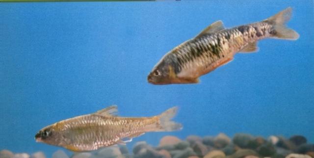 淡水观赏鱼种类，淡水观赏鱼的种类大全！（中国淡水观赏鱼图集<一>）