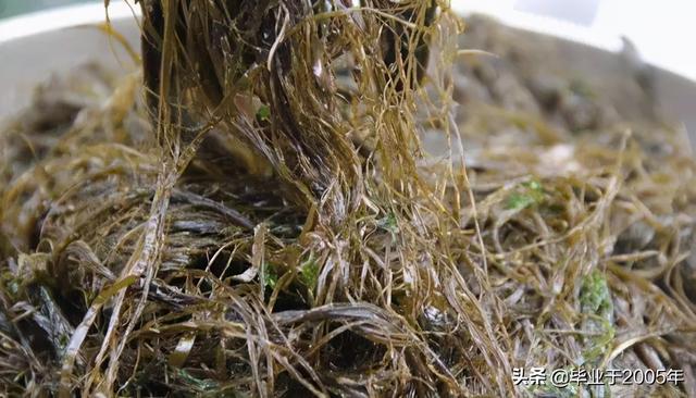 海菜种类大全集，海裙菜与紫菜区别（水产人带您认识一下大连海域常见的“海菜”）