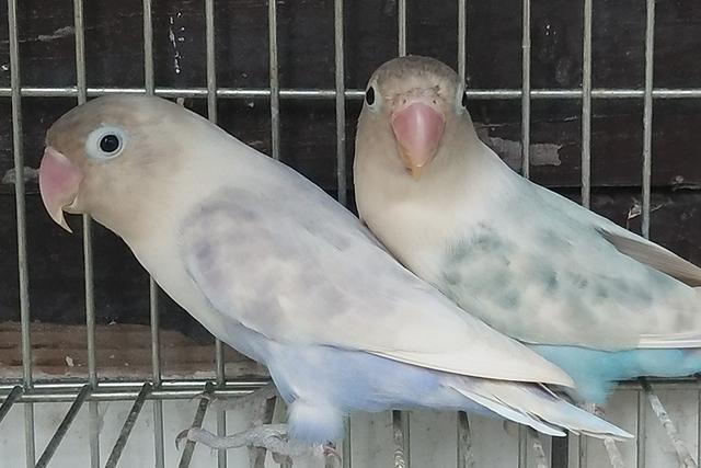 白玉鹦鹉(白羽英文,头类牡丹鹦鹉的所有品种(雪白的鹦鹉叫什么)