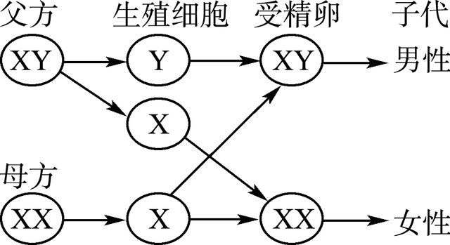 胚珠的发育和胚囊的形成总结，济南版生物八年级上册知识点总结