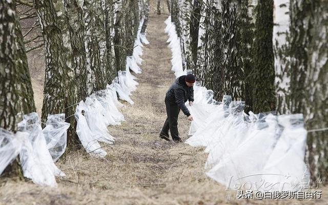 桦树汁怎么饮用才好，桦树汁怎么饮用才好呢（万能的白俄罗斯琼浆玉液——桦树汁）