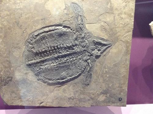 恐龙是爬行类动物吗，恐龙是不是爬行类动物（不是会爬的都叫爬行动物）