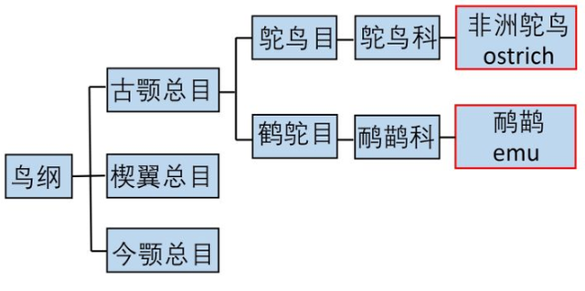 鸸鹋和鸵鸟的区别，鸵鸟和鸸鹋的区别（\