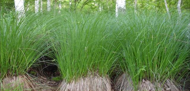 东北三宝是哪三宝，东北三宝是指哪三宝（东北三宝是指什么）