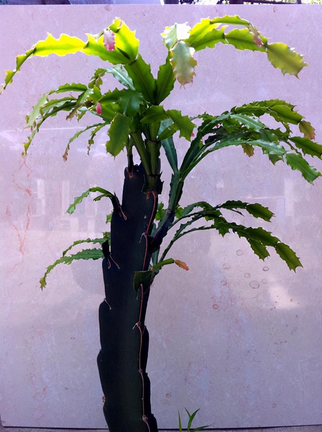 植物嫁接方法一，植物嫁接方法一般有哪些（植物嫁接知多少）