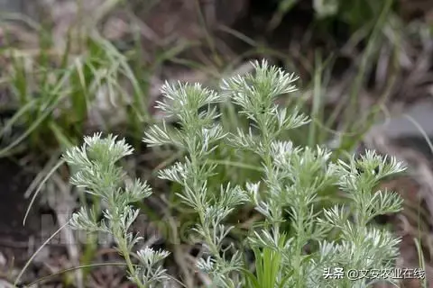 野荞麦根和乌鸡蛋煮，野荞麦根和乌鸡蛋煮水的功效（农业科普：53种野菜）