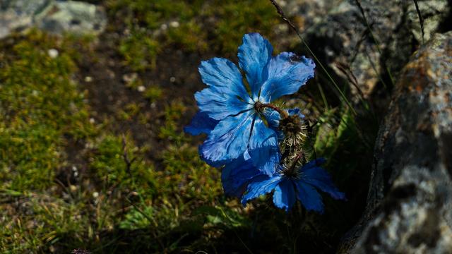 藏族的牧民节,拉萨民族节日(登7000米雪山见蓝莲花)